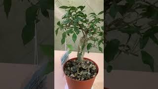 The Tropical Bonsai INc. Ruby Apricot Bonsai