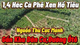 1,4 Héc Cà Phê Xen Tiêu Sổ Hồng Sẵn Gần Dân Cư Đường Xe Ôtô Chỉ Có 1Tỷ 600 Triệu Bao Sổ