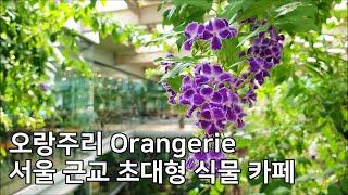 [오랑주리] 서울 근교 초대형 식물원 카페 Cafe Orangerie