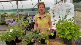 Geraniums for Every Spot in the Garden