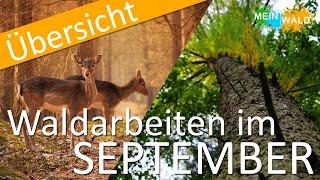 Was ist im SEPTEMBER im Wald zu tun? Die wichtigsten Arbeiten im Überblick!