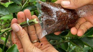 Just know this little trick and you will have 100% rooting success of your lemon tree cuttings