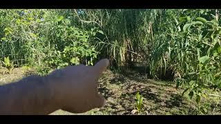 Planting grass for rabbits