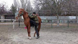 Заездка молодого жеребца часть 2.Young stallion ride