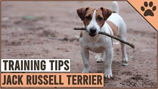 How To Train A Jack Russell Terrier | Dog World