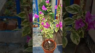 Good morning...ID - S.S.B. Purple