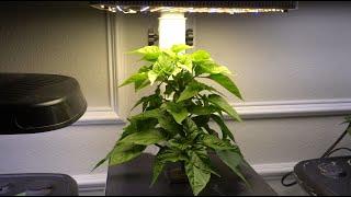 How To Prune Your Plants in Small Hydroponic Systems or AeroGarden