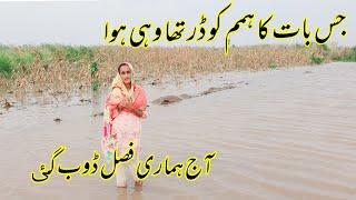 Aj hamari fasal dhoab gahi /River ravi ma flood faslo ka nuqshan/Iman family vilog