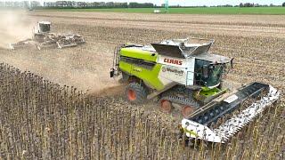 Sonnenblumen Ernte 2022 Mähdrescher CLAAS Lexion 2023 Geringhoff Lohnunternehmen Landwirtschaft