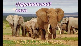  "Африканский слон" ~ СЛАЙДЫ РАССКАЗ Христианский для ДЕТЕЙ ️ В мире природы