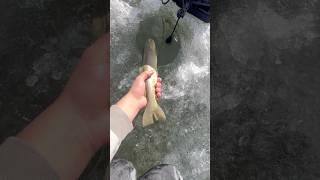 First cutthroat through the ice this year #fishing #southdakota #blackhills #trout #shorts