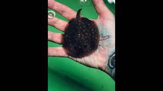 Baby stingray ( One hour old)