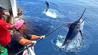 800km Chase！White marlin Catching, White Marlin Cutting Master, Luxurious Sashimi