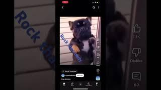 Pug rocks it