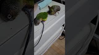 앵이들의 만행 야아아아!!! 전선뜯고!!! 똥싸고!!!