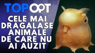 Cele mai dragalase animale de care nu ai auzit