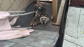 Raccoon removal Toronto | SWAT Wildlife