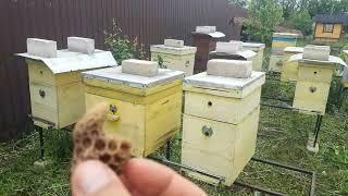 Отводки на маточник на выходе. Очень крутые отводки пчёл.