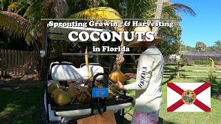 Sprouting Growing and Harvesting Coconuts in Florida