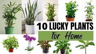 Top 10 Lucky Plants for Home| Vastu Plants |Feng Shui plants| Best Indoor plants