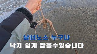 해루질 | 아주 간단한 장비로 낙지 잡는방법