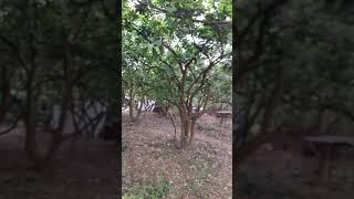 VƯỜN GIỐNG CÂY ĐẶC SẢN BƯỞI DIỄN Cây Lâu Năm Và Sai Quả Chuẩn Phú Diễn- Minh KHai: 096.239.2038
