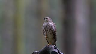 Sparrowhawk Male Juvenile 4K UHD