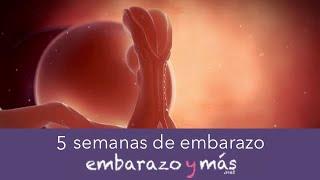 5 semanas de embarazo - Segundo mes - EMBARAZOYMAS