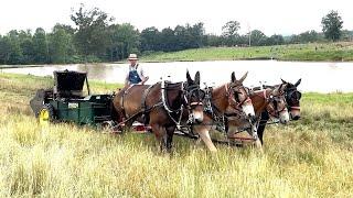 Coley Mule Farm