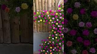 Beautiful Flower  Gardening Ideas #flowergardening #gardeningtipsforbeginners