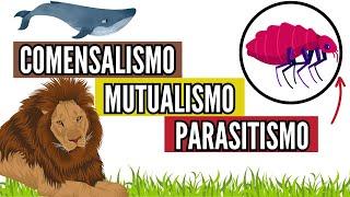 ️‍️La verdad sobre el MUTUALISMO, COMENSALISMO, PARASITISMO en biología fácil