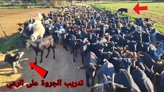 اذكي كلاب الرعي شاهد كيف اصبحت الصغيرة بعد اسبوع تدريب