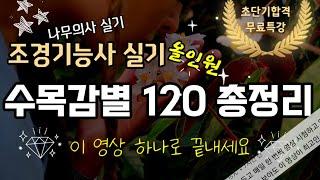 수목감별 120 총정리 설명포함 연속재생 (조경기능사 나무의사 실기)