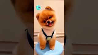 "Funny and cute animals. Best pet videos compilation" #pets #cutecat #funnyanimals #funnydog #dog