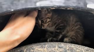 The poor stray kitten trembled on top of the car wheel, oblivious to the car starting up behind him.