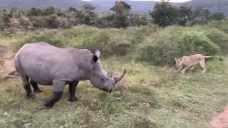 LION PRIDE HUNTS RHINO (ANIMALS FIGHT)