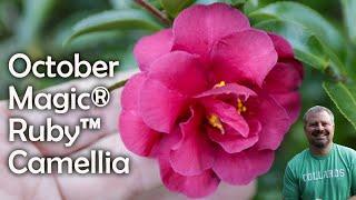 October Magic® Ruby™ Camellia