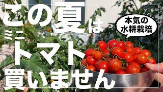 【家庭菜園の夢】1株で1000個以上のミニトマトが収穫出来る最強バケツ水耕栽培｜種まきから収穫まで解説