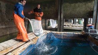 UNH Integrated Multi-trophic Aquaculture Research