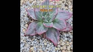 #금화다육 #보스데이 #금다육 #수입전문 #금다육 #창금