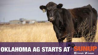 Maintaining Body Condition in First Calf Heifers (8/1/20)