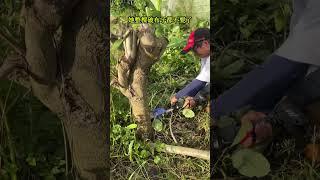 手工鋸樹實在不簡單，決定幫鄰田農友鋸掉破布子！