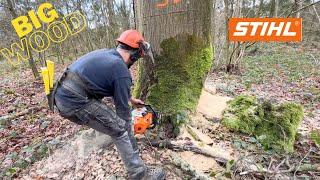 Abattage de GROS ARBRES Stihl ms 500i