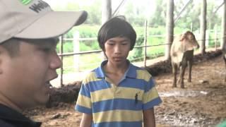 The Vietnam live export cattle story - Production & Welfare