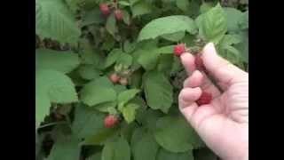 Raspberry Picking Technique and Guidelines