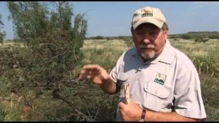 Quail Houses