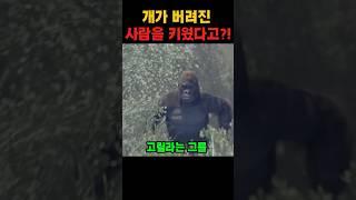 고릴라가 아들인 사람이 있다고!?