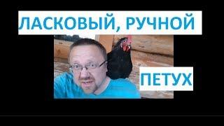 ЛАСКОВЫЙ РУЧНОЙ ПЕТУХ