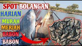 BABON-BABON..!! Mancing Di Spot Bolangan Harian Tiket Murah Meriah di Huni Ikan Babon-Babon