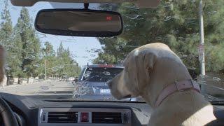 Windshield Wiper | Subaru Dog Tested TV Commercial